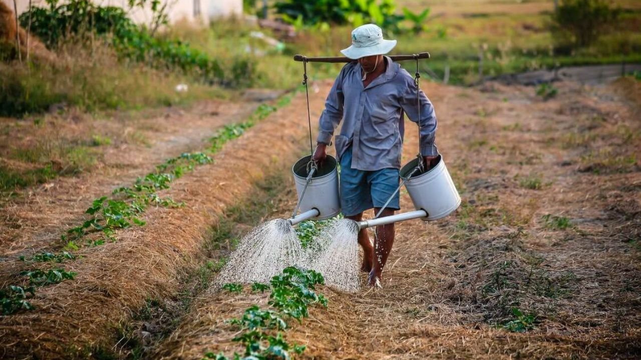 Cadeia de Valor na Agricultura Familiar